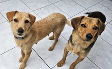 GINA, Hund, Mischlingshund in Griechenland - Bild 3