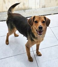 GINA, Hund, Mischlingshund in Griechenland - Bild 4