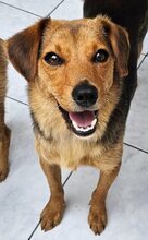 GINA, Hund, Mischlingshund in Griechenland - Bild 5