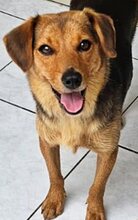 GINA, Hund, Mischlingshund in Griechenland - Bild 6