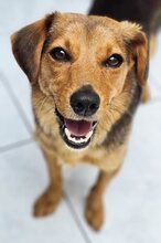 GINA, Hund, Mischlingshund in Griechenland - Bild 7