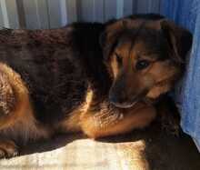 TARA, Hund, Mischlingshund in Rumänien - Bild 2
