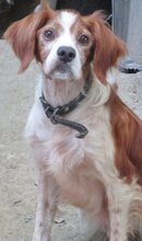 BUDDY, Hund, Mischlingshund in Griechenland - Bild 1
