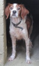 BUDDY, Hund, Mischlingshund in Griechenland - Bild 2