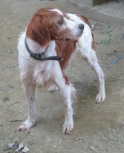 BUDDY, Hund, Mischlingshund in Griechenland - Bild 3