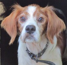 BUDDY, Hund, Mischlingshund in Griechenland - Bild 4