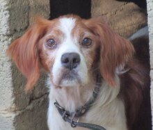 BUDDY, Hund, Mischlingshund in Griechenland - Bild 5