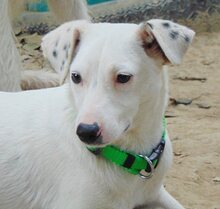 DOBBY, Hund, Mischlingshund in Griechenland - Bild 2