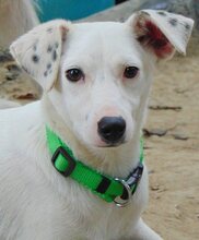 DOBBY, Hund, Mischlingshund in Griechenland - Bild 3