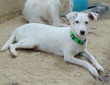 DOBBY, Hund, Mischlingshund in Griechenland - Bild 4