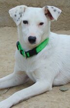 DOBBY, Hund, Mischlingshund in Griechenland - Bild 5
