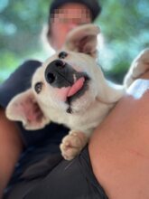 DOBBY, Hund, Mischlingshund in Griechenland - Bild 7