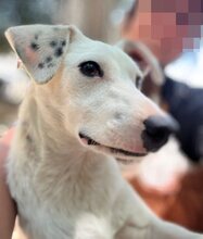 DOBBY, Hund, Mischlingshund in Griechenland - Bild 8
