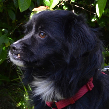 TAZ, Hund, Mischlingshund in Kroatien - Bild 1