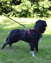 TAZ, Hund, Mischlingshund in Kroatien - Bild 2