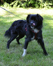 TAZ, Hund, Mischlingshund in Kroatien - Bild 3