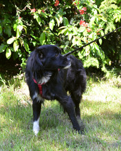 TAZ, Hund, Mischlingshund in Kroatien - Bild 4