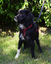 TAZ, Hund, Mischlingshund in Kroatien - Bild 5