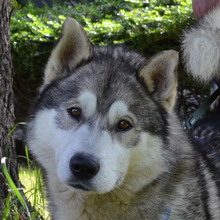 DABO, Hund, Husky-Mischling in Kroatien - Bild 1