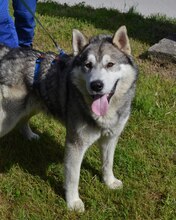 DABO, Hund, Husky-Mischling in Kroatien - Bild 2