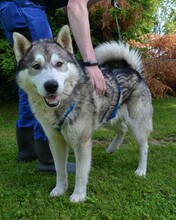 DABO, Hund, Husky-Mischling in Kroatien - Bild 3