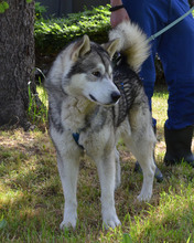 DABO, Hund, Husky-Mischling in Kroatien - Bild 4