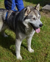 DABO, Hund, Husky-Mischling in Kroatien - Bild 5