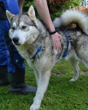 DABO, Hund, Husky-Mischling in Kroatien - Bild 6