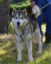 DABO, Hund, Husky-Mischling in Kroatien - Bild 7