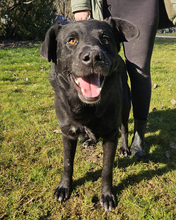 MELVIN, Hund, Mischlingshund in Kroatien - Bild 2