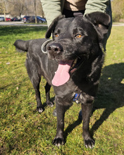 MELVIN, Hund, Mischlingshund in Kroatien - Bild 3