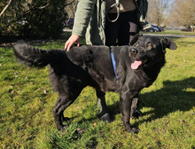 MELVIN, Hund, Mischlingshund in Kroatien - Bild 5