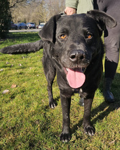 MELVIN, Hund, Mischlingshund in Kroatien - Bild 6