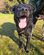 MELVIN, Hund, Mischlingshund in Kroatien - Bild 7