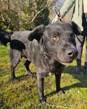 MELVIN, Hund, Mischlingshund in Kroatien - Bild 9