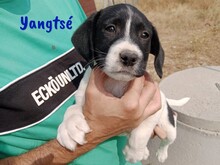 YANGTSE, Hund, Labrador-Mix in Spanien - Bild 1
