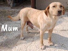 YANGTSE, Hund, Labrador-Mix in Spanien - Bild 10