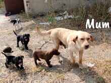 YANGTSE, Hund, Labrador-Mix in Spanien - Bild 11