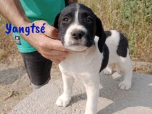 YANGTSE, Hund, Labrador-Mix in Spanien - Bild 2