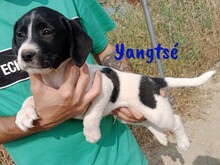 YANGTSE, Hund, Labrador-Mix in Spanien - Bild 3