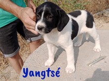 YANGTSE, Hund, Labrador-Mix in Spanien - Bild 4
