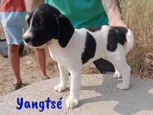 YANGTSE, Hund, Labrador-Mix in Spanien - Bild 5