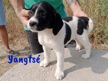 YANGTSE, Hund, Labrador-Mix in Spanien - Bild 6