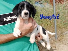 YANGTSE, Hund, Labrador-Mix in Spanien - Bild 7