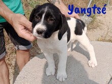 YANGTSE, Hund, Labrador-Mix in Spanien - Bild 8