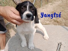 YANGTSE, Hund, Labrador-Mix in Spanien - Bild 9