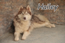 HAILEY, Hund, Husky in Spanien - Bild 1