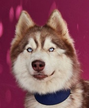 HAILEY, Hund, Husky in Spanien - Bild 2