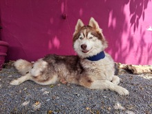 HAILEY, Hund, Husky in Spanien - Bild 3