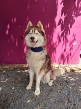 HAILEY, Hund, Husky in Spanien - Bild 4